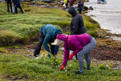 Volunteers doing beach clean up