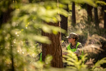 A person in military uniform and a neon vest sits in a sunlit forest, partially obscured by foliage, looking to the right.