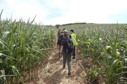 A group of people with rucksacks walk in single file along a dirt track through tall green crops under a bright sky.