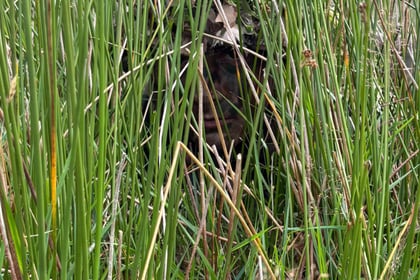 A cadet hiding with camouflage in some long grass